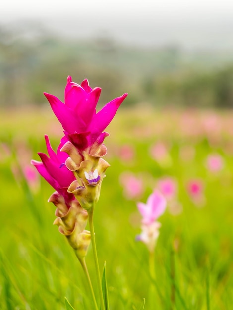 Pink Siam Tulip field pedales de color dulce flor rodeada de campo verde en Tailandia