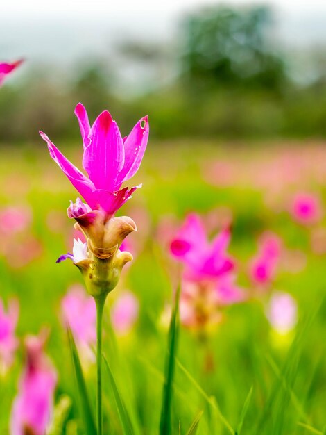 Pink Siam Tulip field pedales de color dulce flor rodeada de campo verde en Tailandia