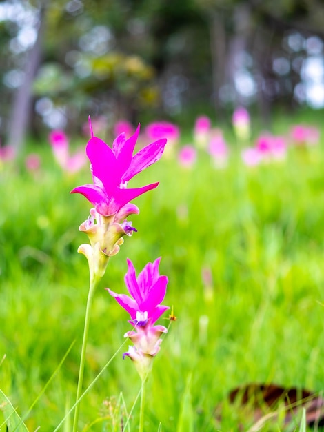 Pink Siam Tulip field pedales de color dulce flor rodeada de campo verde en Tailandia