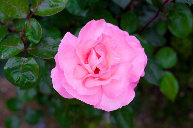 Pink stieg gegen einen grünen Busch