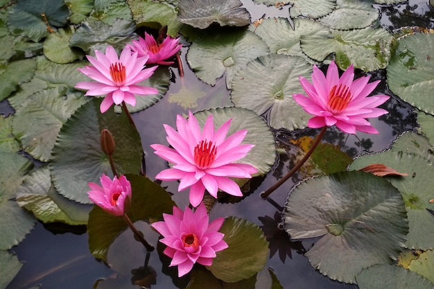 Pink Water Lily en piscina natural