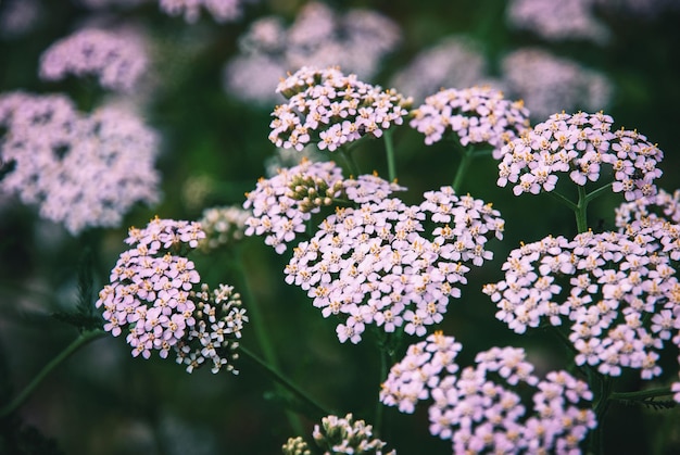 Foto pink yarrow blüht achillea millefolium pflanzen auf dem feld