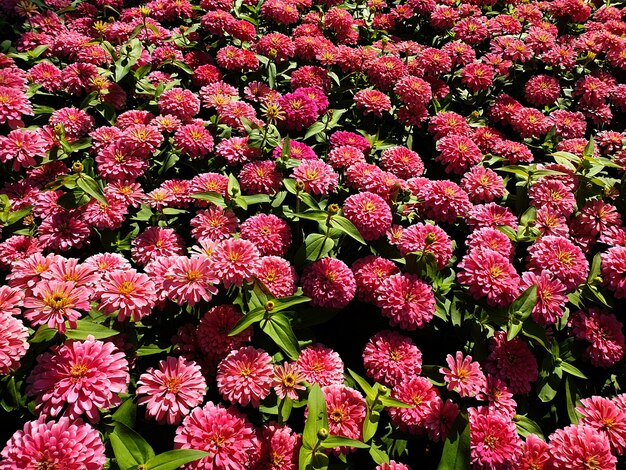 Pink Zinnia Elegans Blumenfeld im Garten