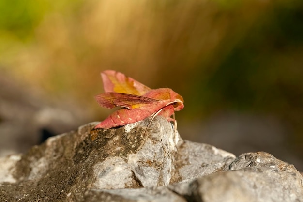 Pinkbrown Elefante Moth Hawk Mariposa Deilephila porcellus