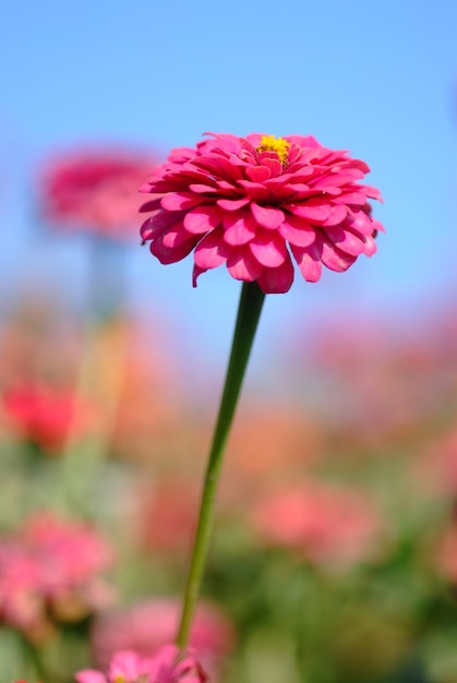 Pinke Blume