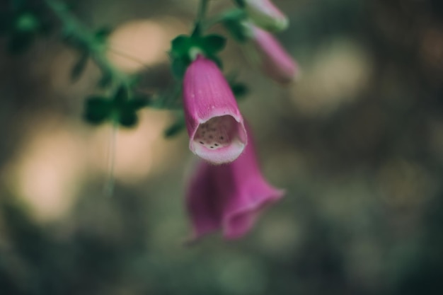 pinke Blume