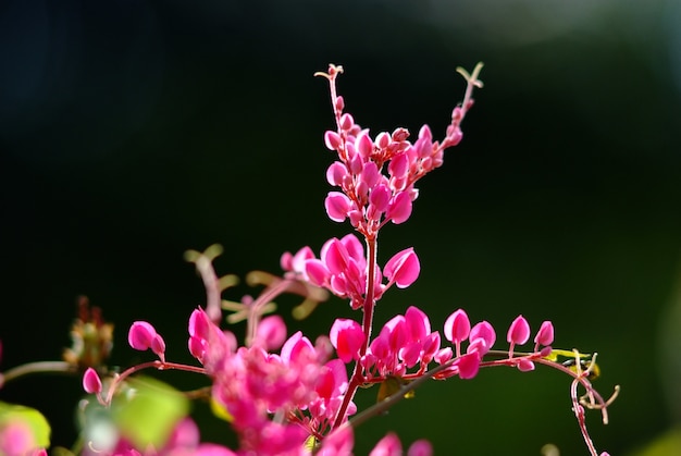 pinke Blumen