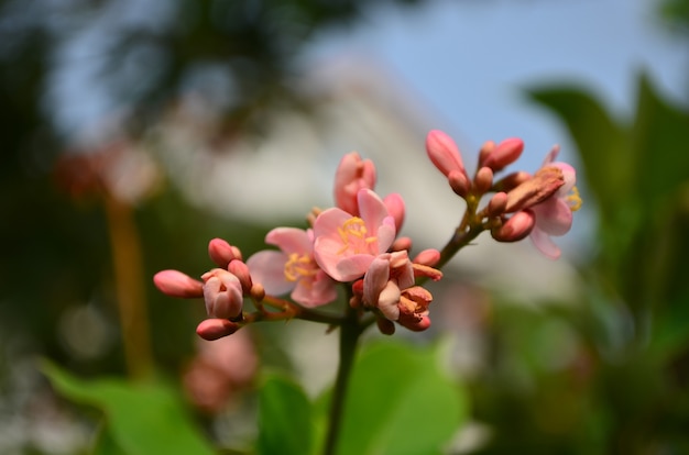 Foto pinke blumen