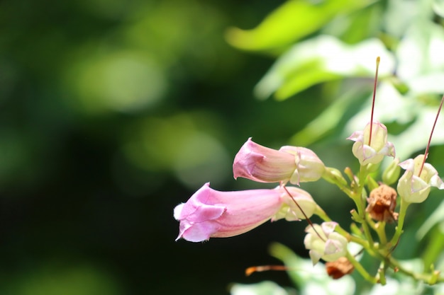 pinke Blumen