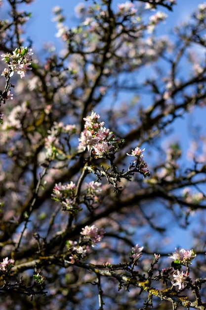 Pinke Blumen.