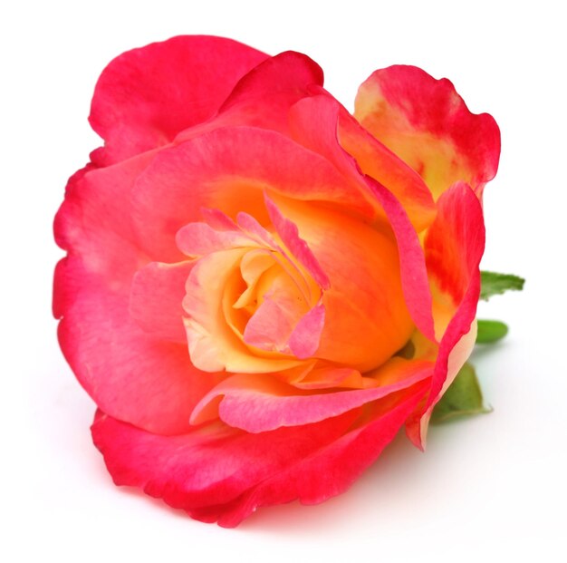 Pinke Rose