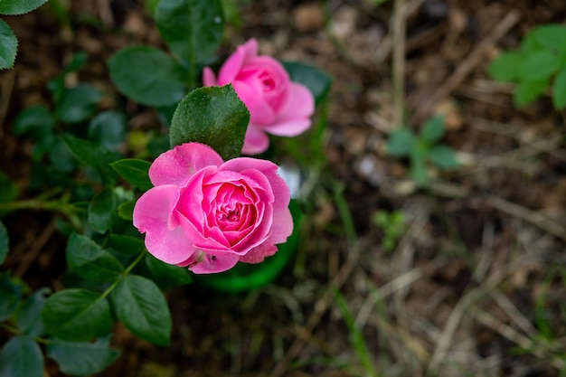 Pinke Rose