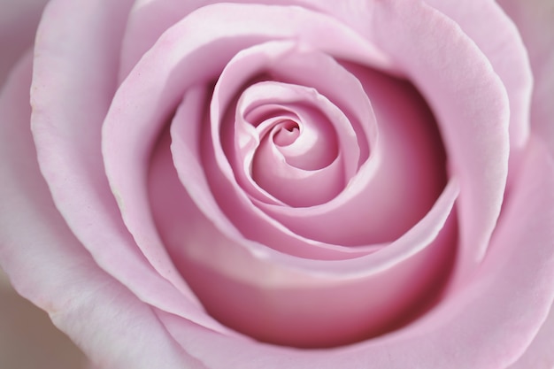 Pinke Rose