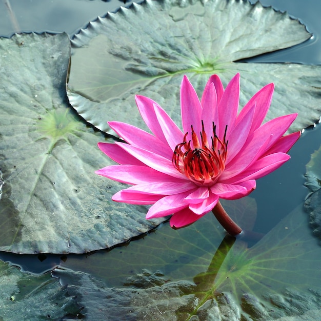 Pinken Lotus am Fluss