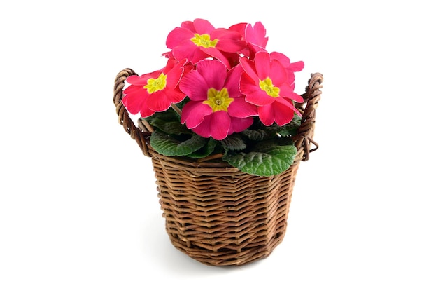 Pinker Blumentopf vor weißem Hintergrund