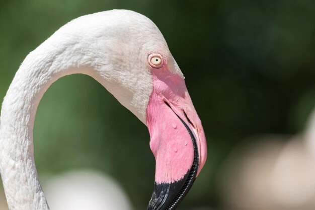 Foto pinker flamingo auf der farm