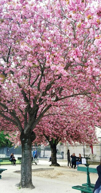 Pinker Kirschblütenbaum im Park
