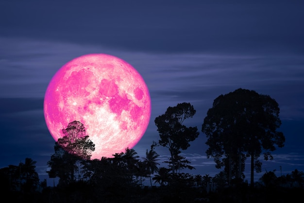 Pinker Mond über Waldbäumen am Nachthimmel