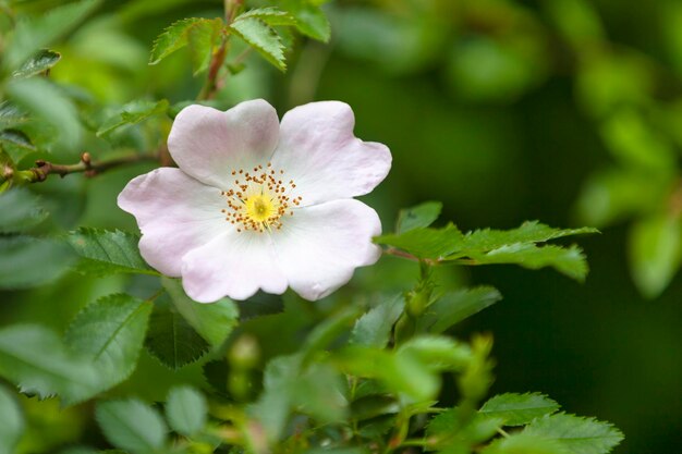 Pinkige Hunde-Rosenblüte