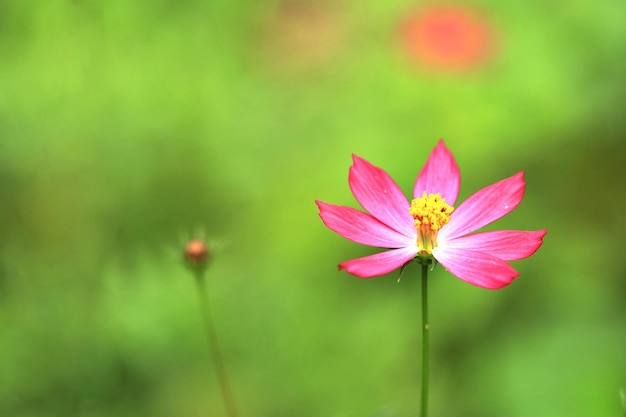 Pinkpurple cosmos en un hermoso jardín