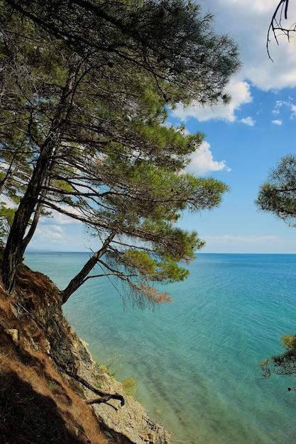 Pino en el acantilado sobre el mar turquesa de fondo y el cielo azul