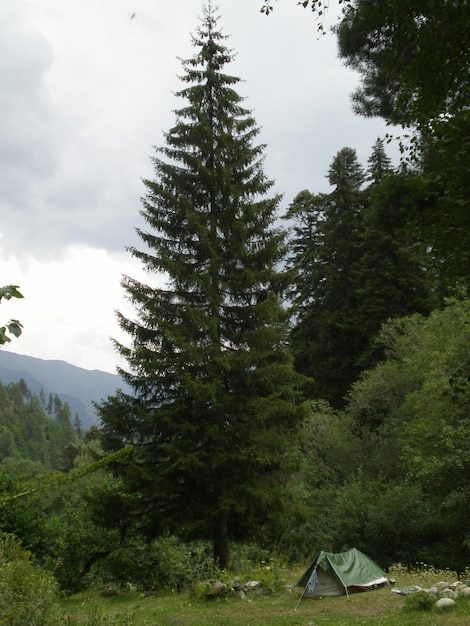 Un pino alto está en el bosque.