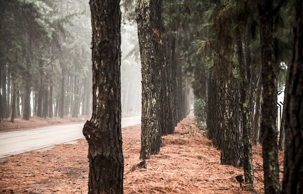 Pino árbol niebla carretera hermosa escena