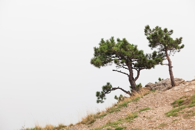 Un pino en el borde de una montaña en la niebla