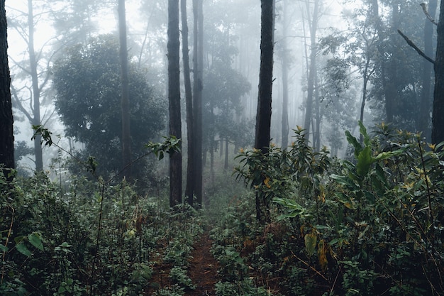 Pino del bosque en asia, camino hacia el bosque en un día brumoso