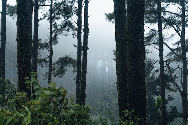 Pino del bosque en asia, camino hacia el bosque en un día brumoso