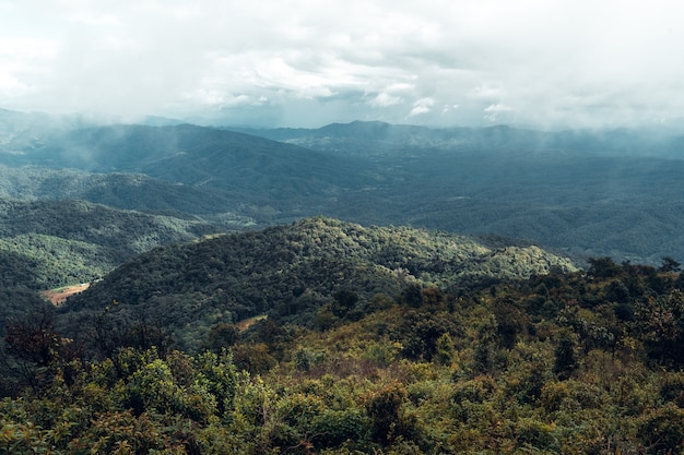 Pino del bosque en asia, camino hacia el bosque en un día brumoso