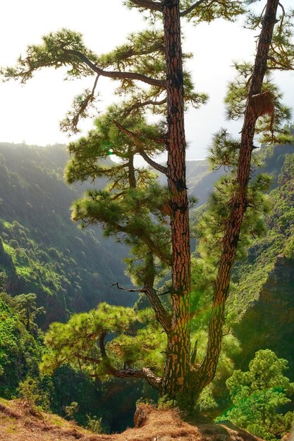 Pino en un bosque en las montañas en verano Paisaje de árboles en una colina arenosa bajo la luz del sol Un entorno salvaje y vacío en la montaña de La Palma Islas Canarias España en otoño