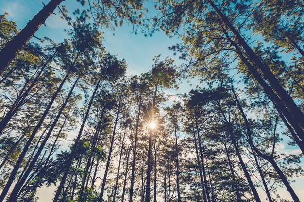 Pino en el bosque natural y la luz del sol con tono vintage.