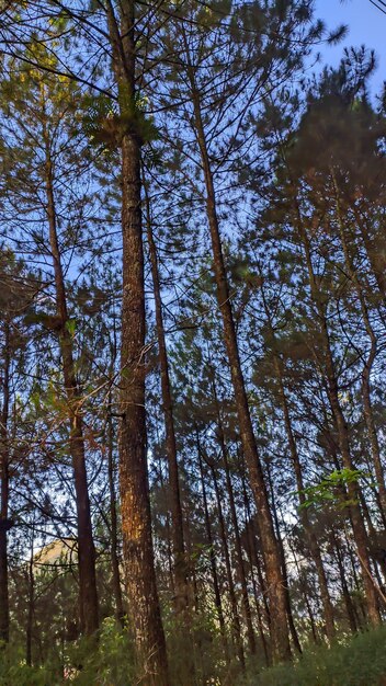 pino en el bosque