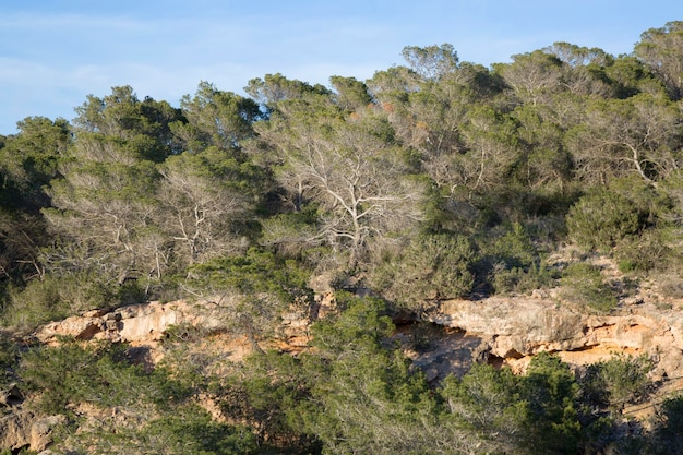 Pino en Cala Hort Ibiza España