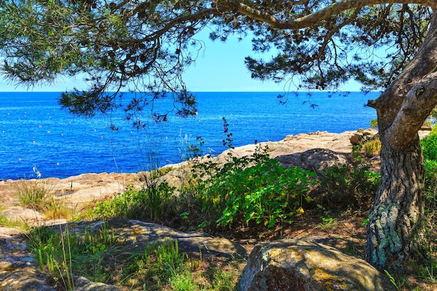 Pino con conos y flores de verano en la costa rocosa del mar.