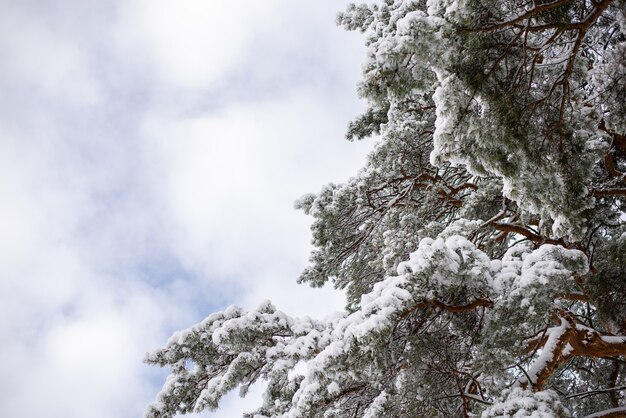 Pino cubierto de nieve blanca y esponjosa