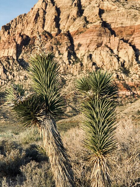 El pino en el desierto