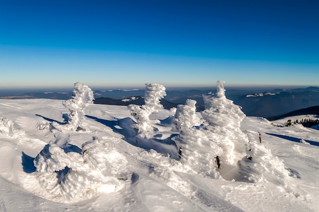 Pino doblado cubierto de nieve en las montañas de invierno