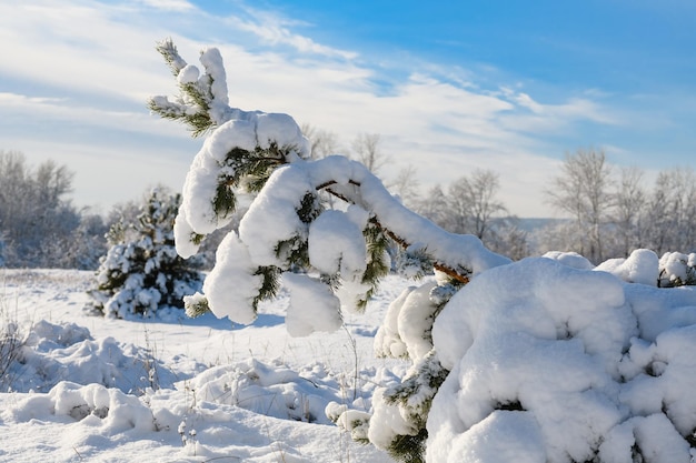 Pino doblado bajo el peso de la nieve