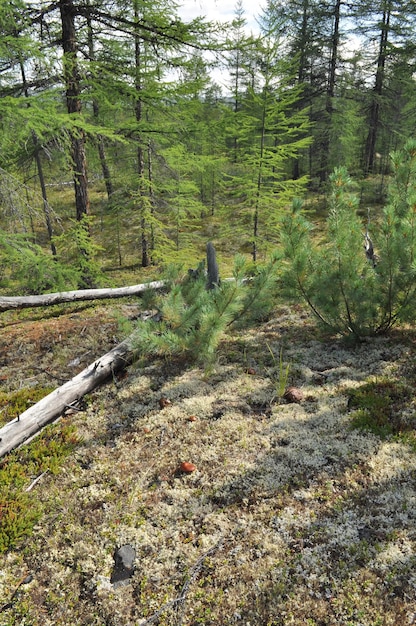 Pino enano siberiano en taiga caducifolia Yakutia