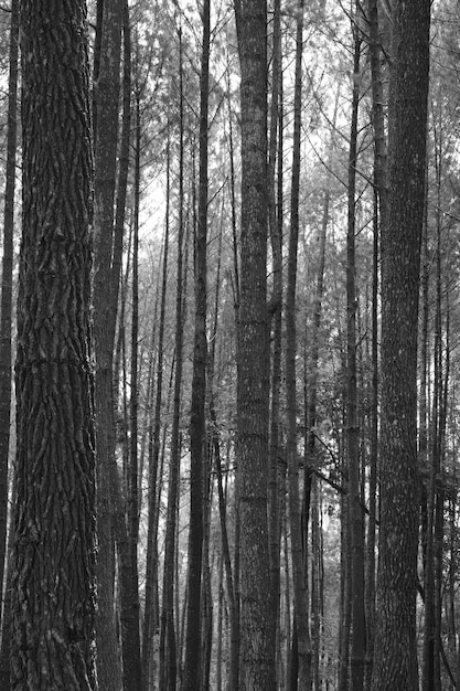 El pino es cualquier árbol o arbusto conífero del género Pinus de la familia Pinaceae. bosque de pinos. tronco de pino