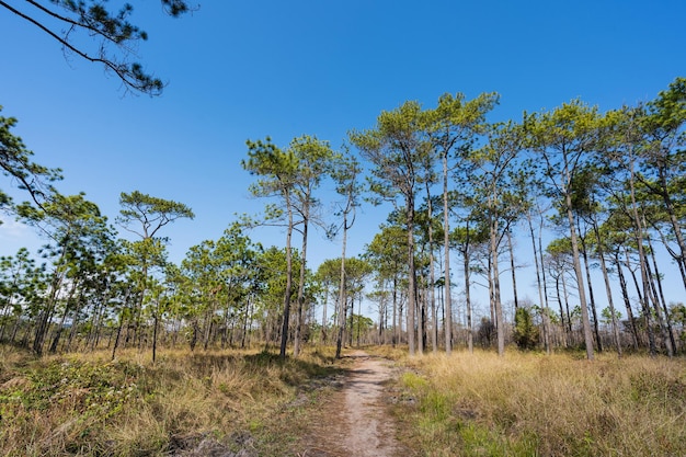 Pino grande de la naturaleza en el parque nacional de la montaña de Phu Kradueng Tailandia