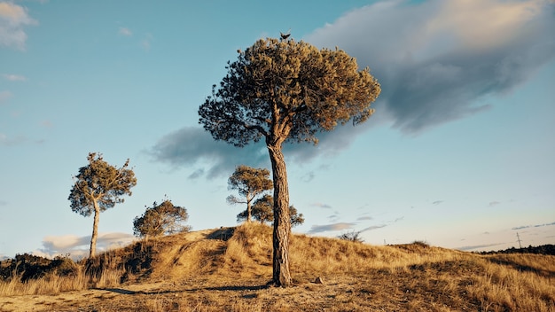 Pino y hermoso cielo