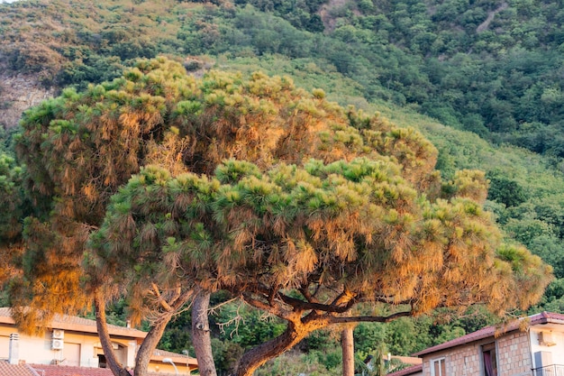 Pino marítimo Pinus Pinaster árbol en la costa de Calabria Italia