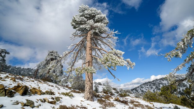 Pino negro monumental en la cima del pico Olympus, montañas de Troodos, Chipre en invierno