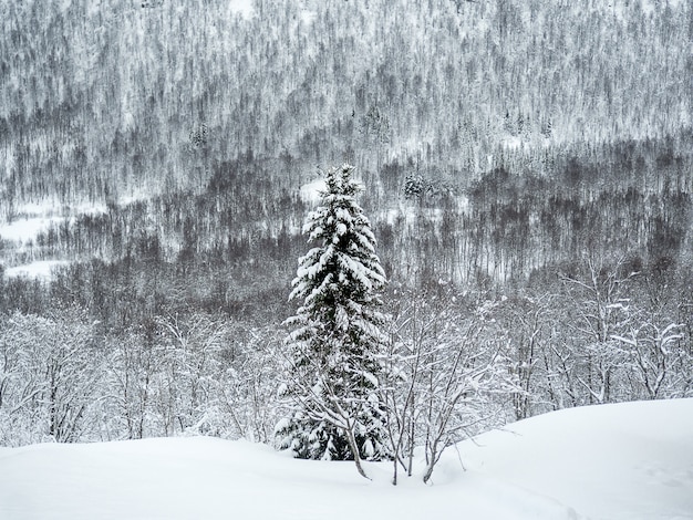 Foto un pino nevado en medio de la nada