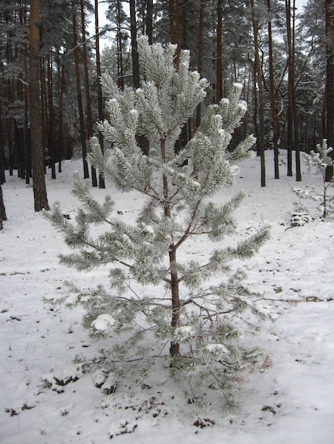 El pino de pie en la helada en el bosque de invierno