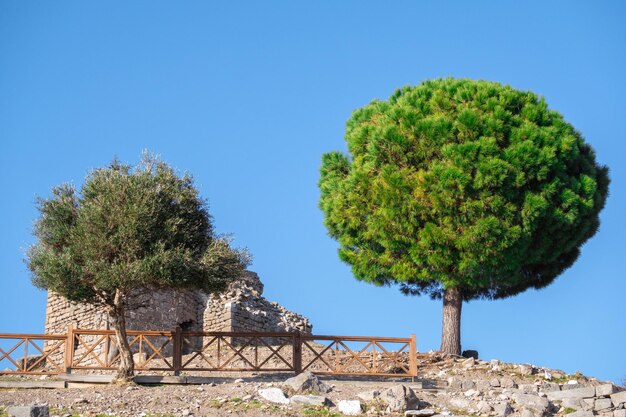 Un pino redondo verde exuberante y un olivo contra un cielo azul en un día soleado papel tapiz natural