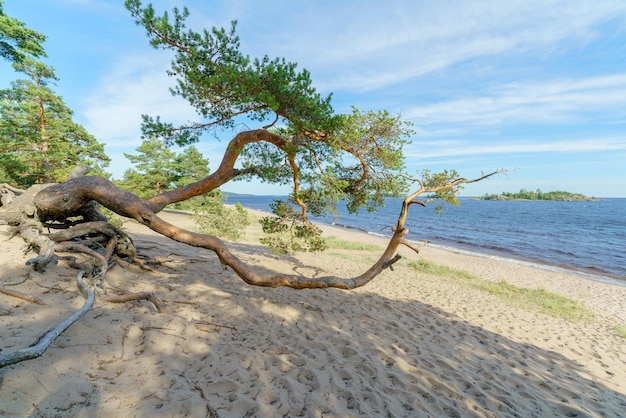 Un pino en una roca junto al lago